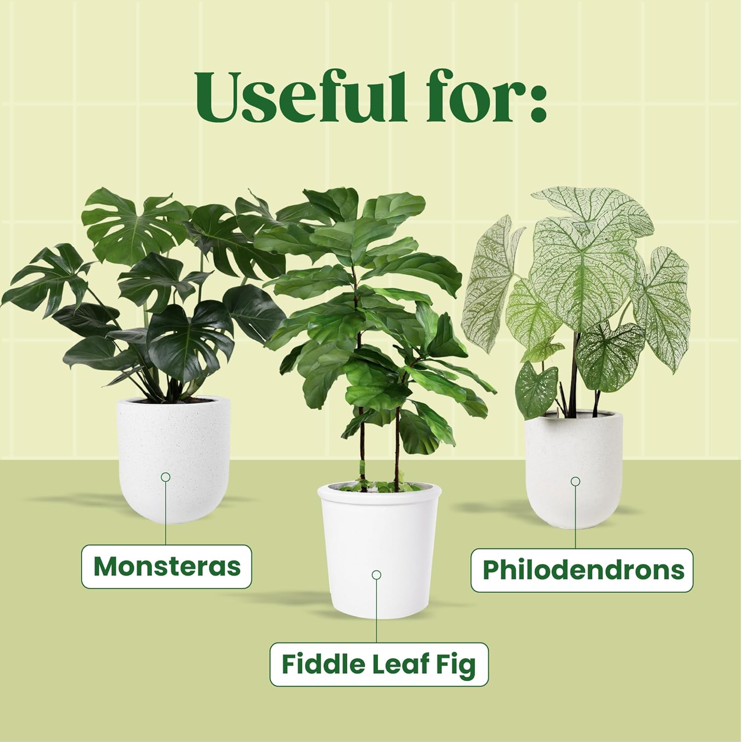 Serum roślinne KALOYANOV N ° W – Fiddle Leaf Fig recenzja i cena