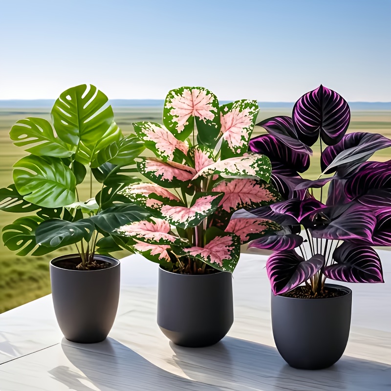 Zestaw 3 szt. mieszanych sztuc – Fiddle Leaf Fig recenzja i cena